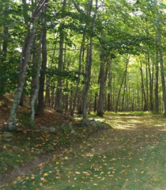 Nehantic State Forest