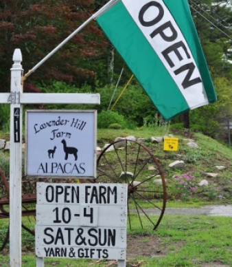 Lavender Hill Farm Alpacas