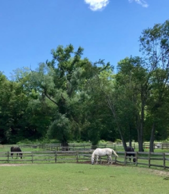 Stonecrest Farm