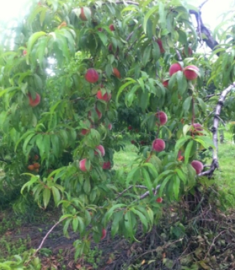 Starberry Farm