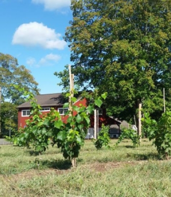 Rosabianca Vineyards