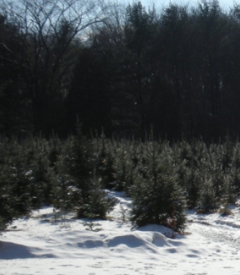 Brinks Christmas Tree Farm