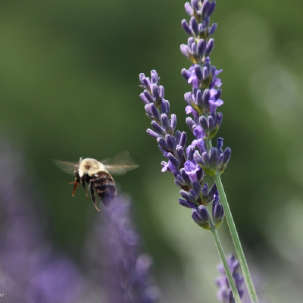 Lavender Essential Oil in New Canaan, CT