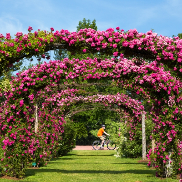20 Of The Best Flowers To Plant If You Live In Connecticut