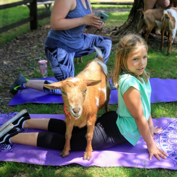 Goat Yoga @ Key Brewing! - Key Brewing Co.