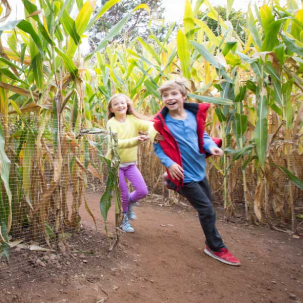 Corn maze