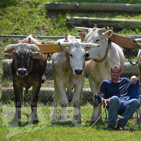 Man sitting in chair with four oxen yoked behind him on grass