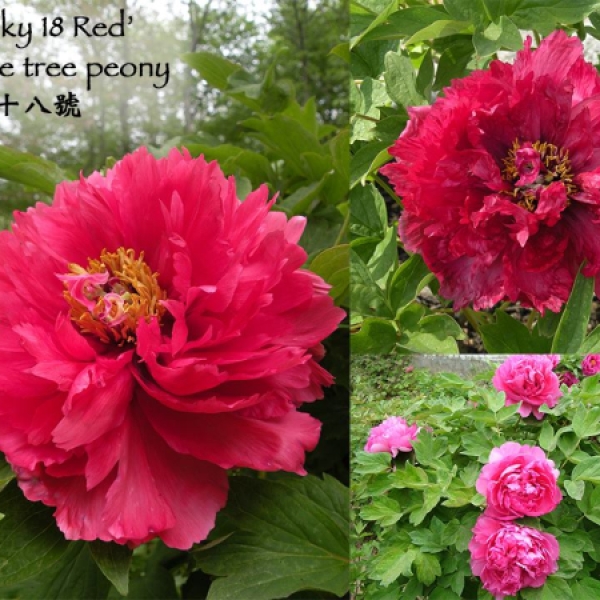 Cricket Hill Garden | CTvisit