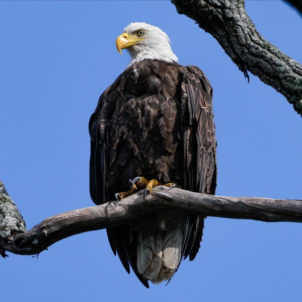 Where to Spot Bald Eagles in Eastern CT
