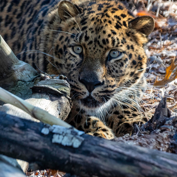Meet brother and sister, Orion and Kallisto, Amur leopards