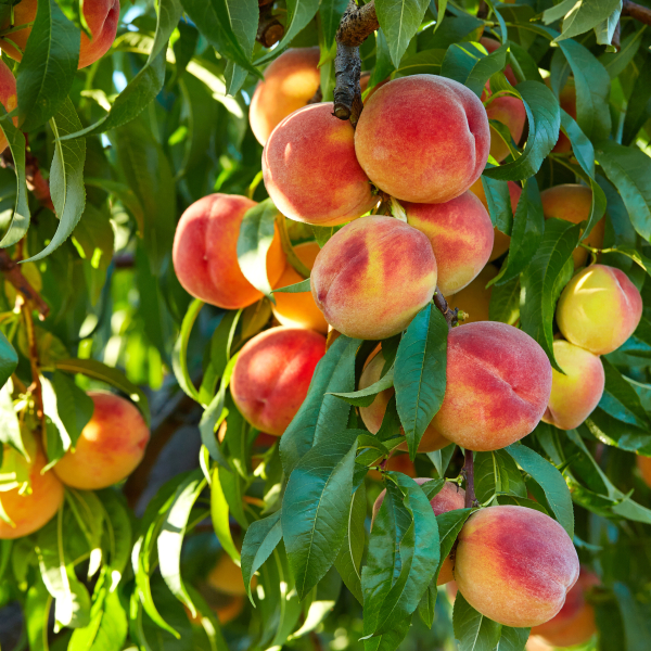 peaches