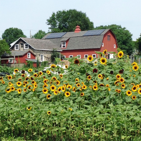 Massaro Community Farm Barn and Sunflowers