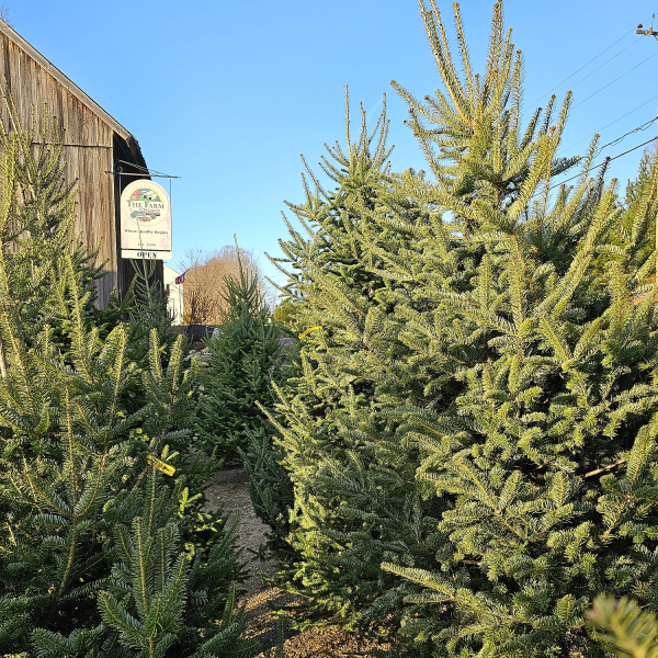 Christmas Trees For Sale