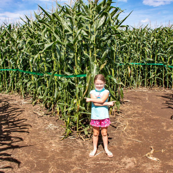 Corn Maze
