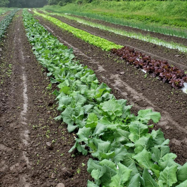 Field crops