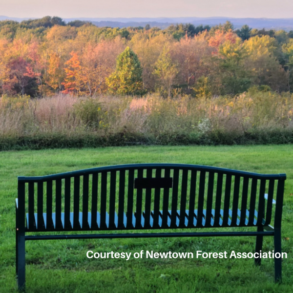 Park bench overlooking autumn foliage.