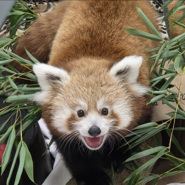 Pabu- Beardsley Zoo's first ever red panda cub 