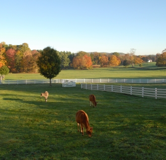 Young cows in fall pasture
