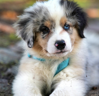 puppy yoga