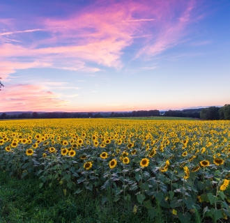 Buttonwood Farm Sunflowers