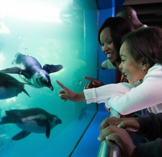 mystic aquarium