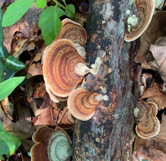 A cluster of oyster mushrooms grow on a fallen tree branch.