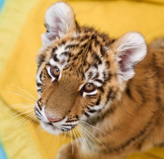 Beardsley Zoo Tiger