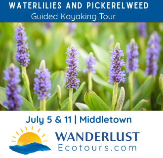 Guided Kayaking: Waterlilies and Pickerelweed