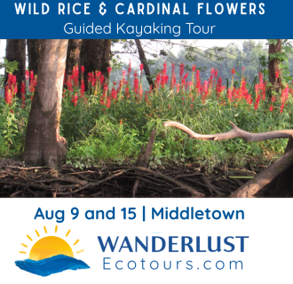 Guided Kayaking: Wild Rice and Cardinal Flowers Tour