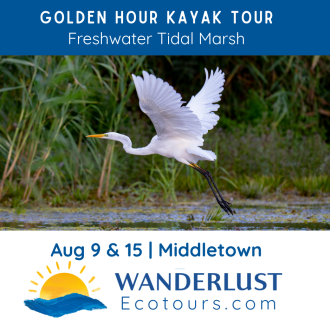 Golden Hour Guided Kayaking Tour Wanderlust Ecotours Middletown Connecticut