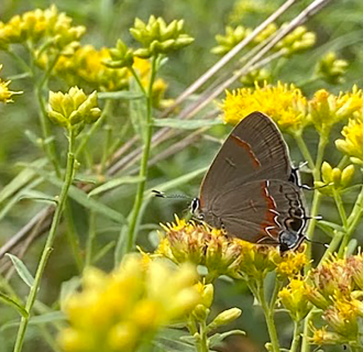 Butterfly Pollinating A Flower
