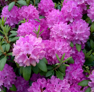 Rhododendron plant