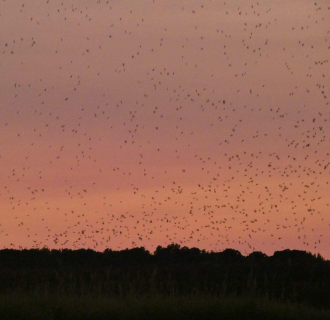 Guided Kayaking Tour: Tree Swallow Migration: Naturalist Led, All Equipment Included