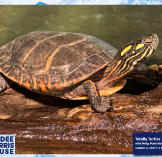 A turtle on a log. 