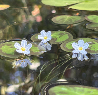 Guided Kayaking Tour: Successional Pond during Summersweet Bloom. Beginner Friendly, all equipment included. Westbrook CT