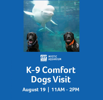 K9 Comfort Dogs visit Mystic Aquarium