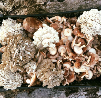 A variety of foraged mushrooms.