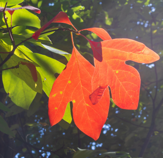 Leaf Peeping Guided Kayaking Tour, Beginner Friendly, All Equipment Included. Westbrook CT