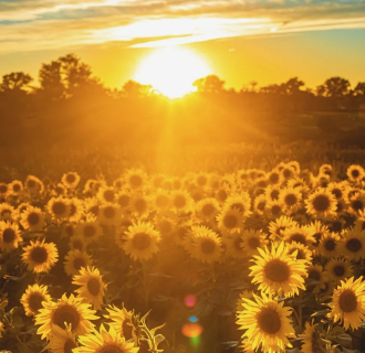 sun rising over sun flowers