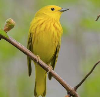 a bird 