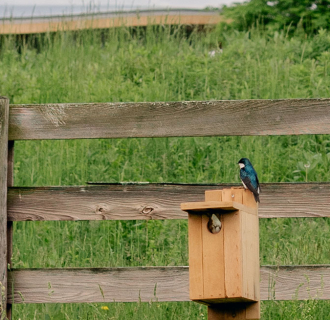 Bird Watching 