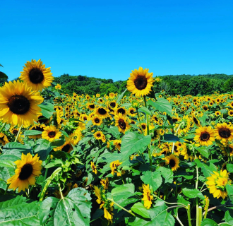 Sunflowers at The Farm