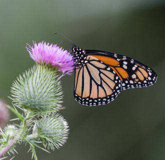 A monarch butterfly perches on a flower 