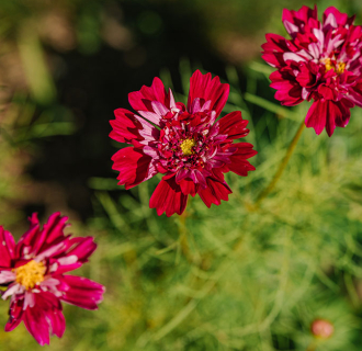Backyard Blossom