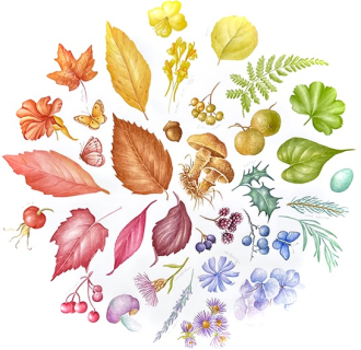 A color wheel full of leaves