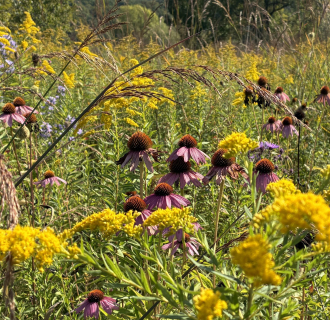 Fall flowers at The Fen