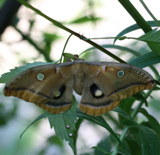 A polyphemus moth has its wide wings spread along brush.