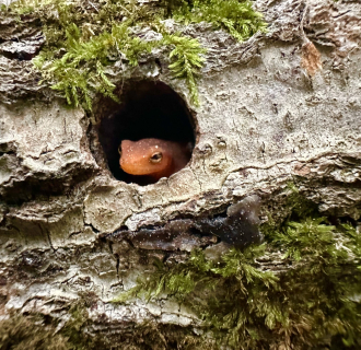 An adorable lizard seeking shelter in an old log.