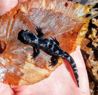 A black and gray marbled salamander rests on a leaf