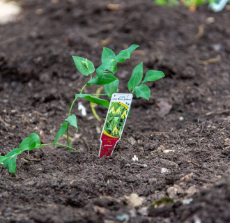 This little seed has been planted, come learn all about planting and identification.